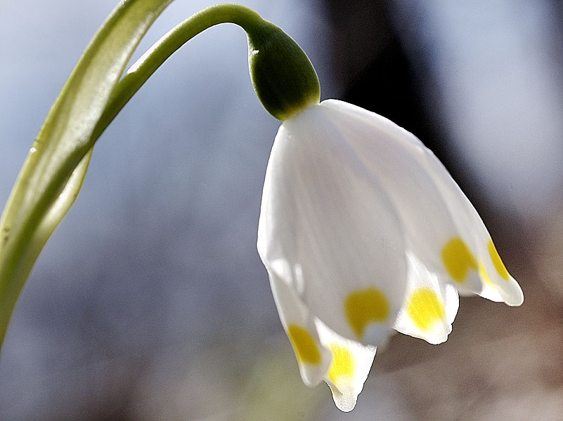 Leucojum vernum