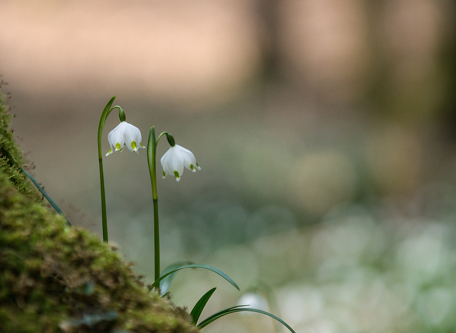 ...Leucojum vernum...