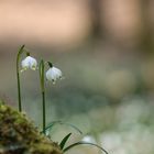 ...Leucojum vernum...