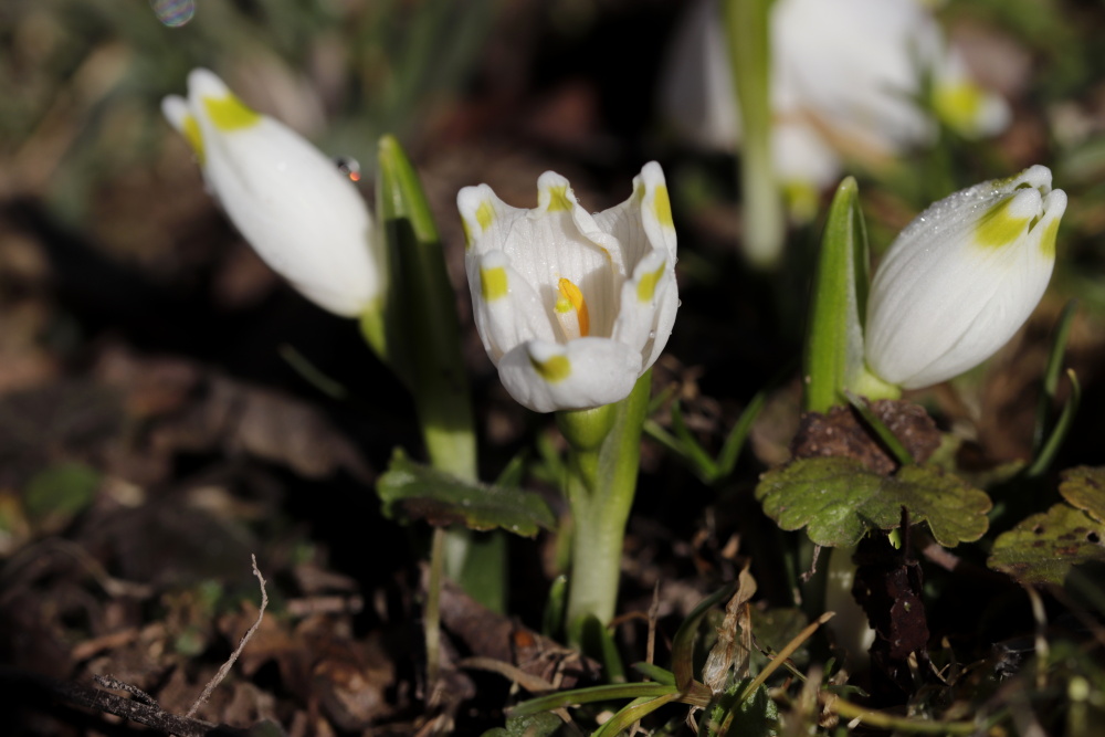 Leucojum vernum