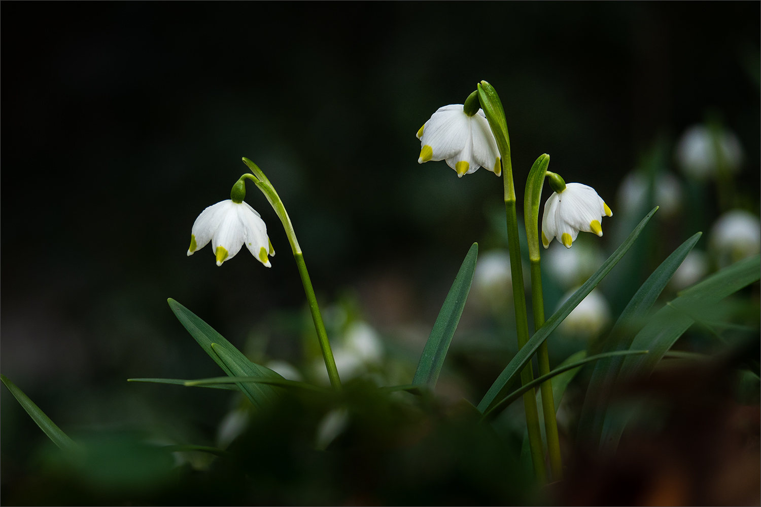 Leucojum vernum