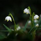 Leucojum vernum