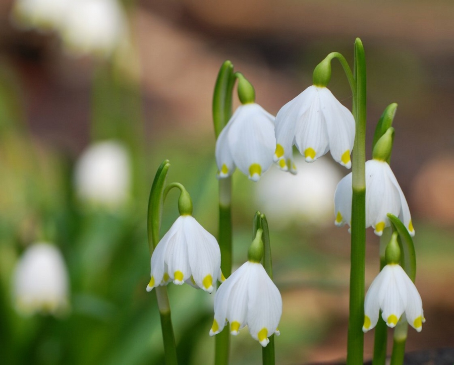 Leucojum vernum