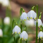 Leucojum vernum