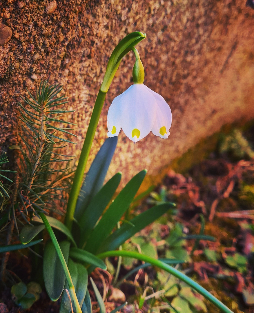 Leucojum vernum