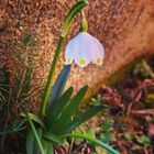 Leucojum vernum