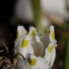 Leucojum vernum