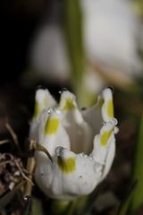 Leucojum vernum