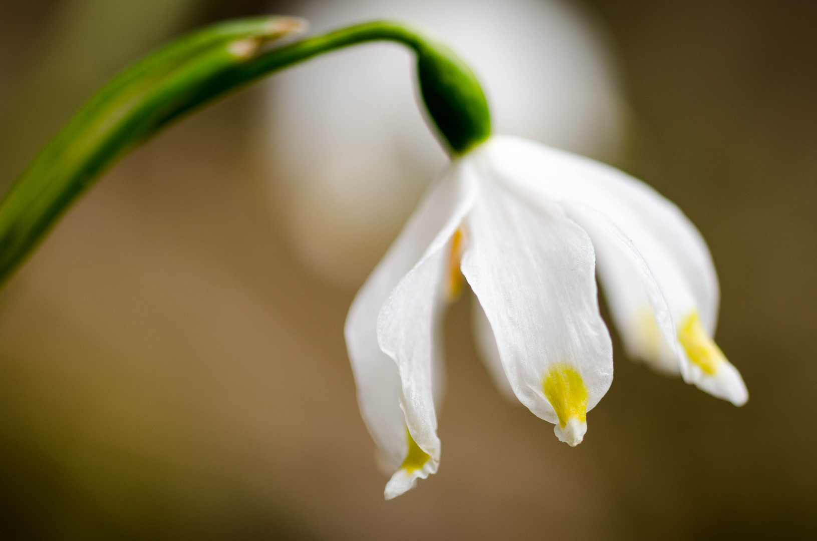 Leucojum Vernum