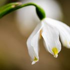 Leucojum Vernum