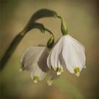 Leucojum vernum....