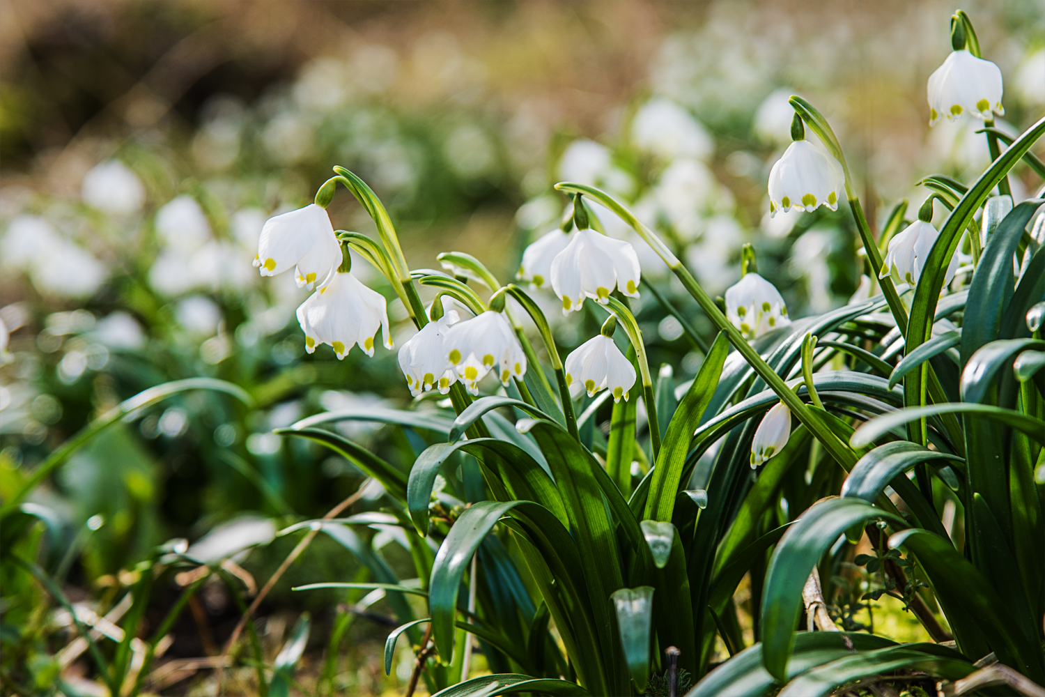 Leucojum vernum