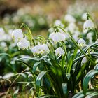 Leucojum vernum