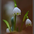 Leucojum vernum