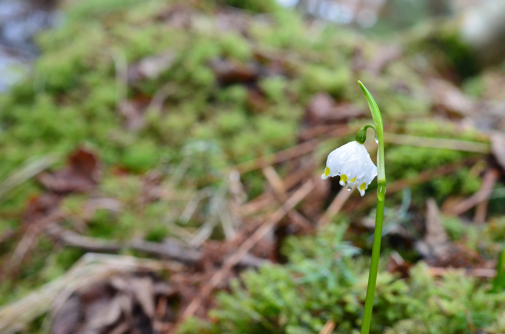 Leucojum vernum