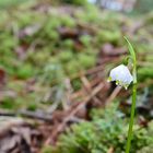 Leucojum vernum