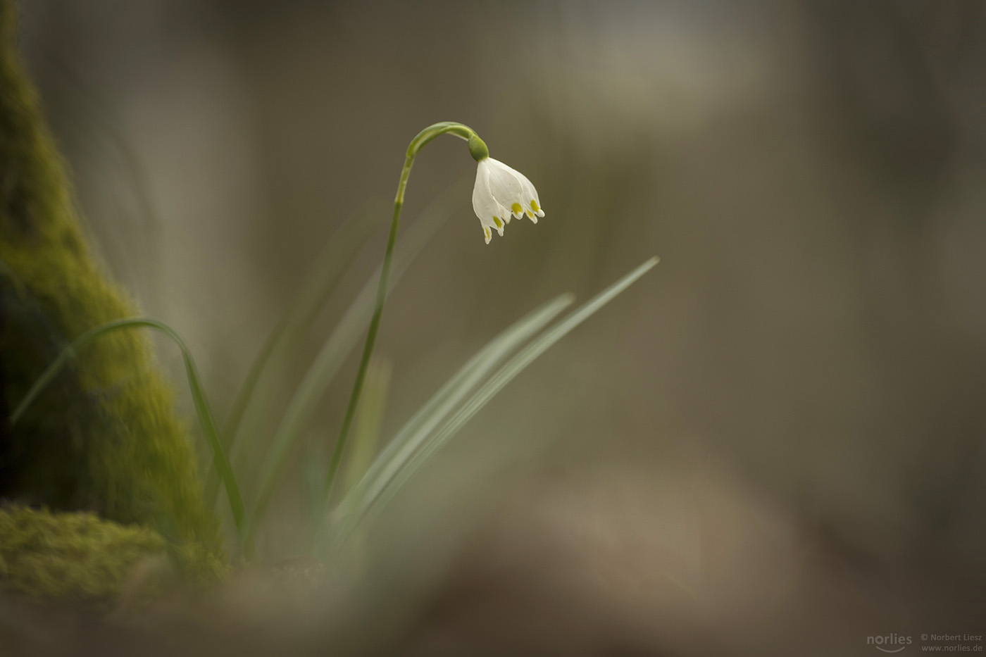 leucojum vernum