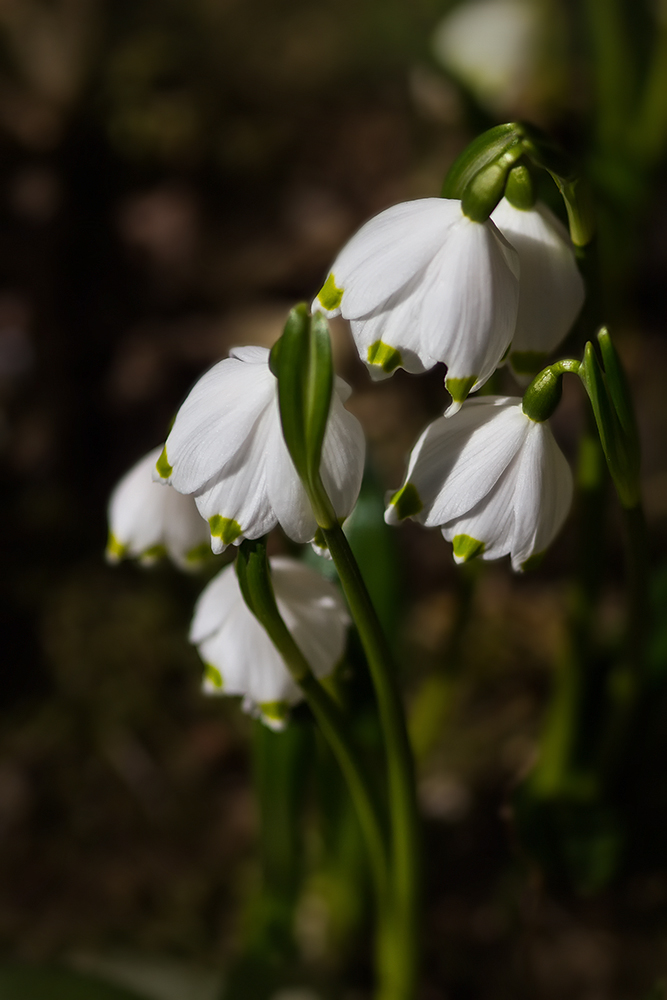 Leucojum vernum...