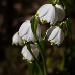 Leucojum vernum...