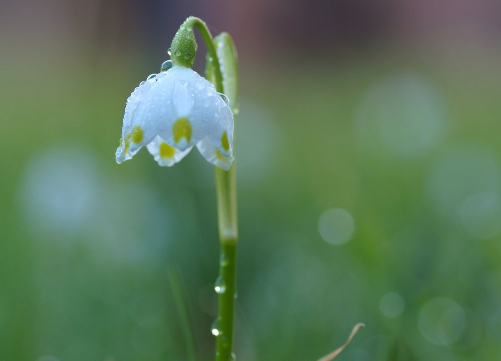 Leucojum vernum