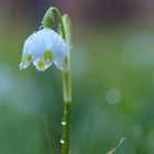 Leucojum vernum