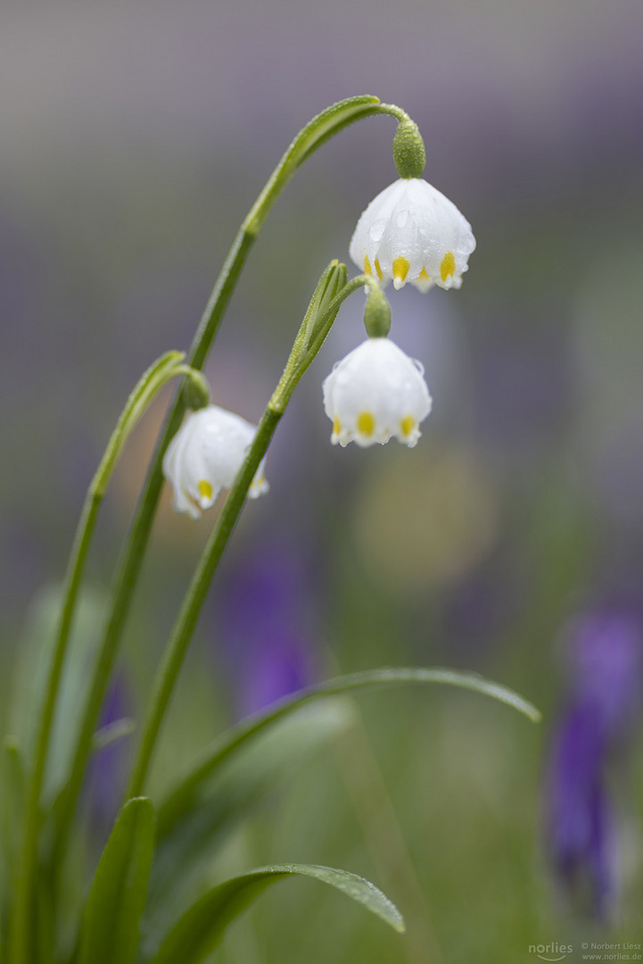 leucojum vernum