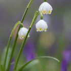 leucojum vernum