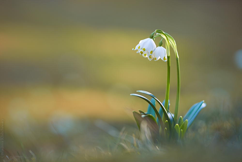 Leucojum vernum