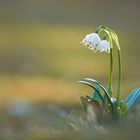 Leucojum vernum