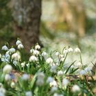 Leucojum vernum