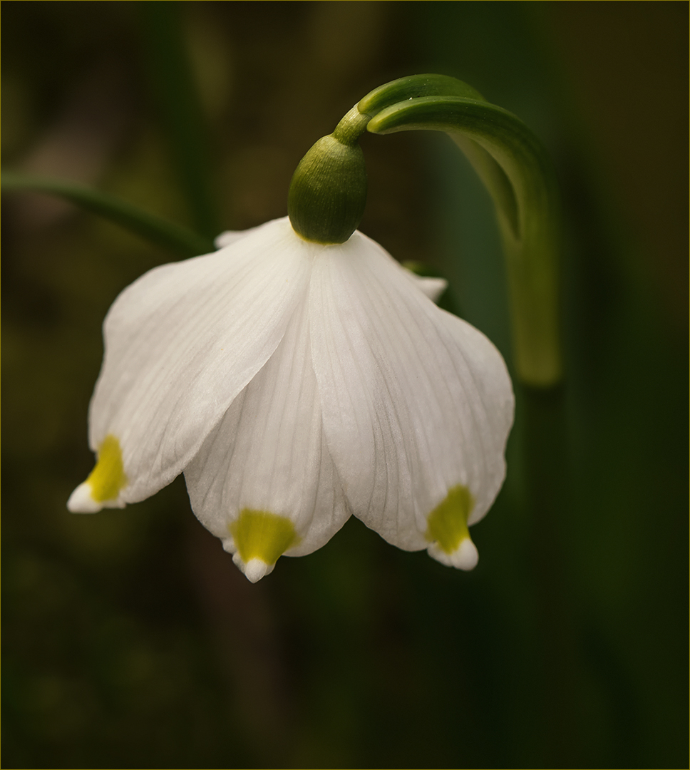 Leucojum vernum - Frühlingsknotenblume - Märzenbecher...