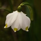 Leucojum vernum - Frühlingsknotenblume - Märzenbecher...