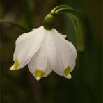 Leucojum vernum - Frühlingsknotenblume - Märzenbecher...