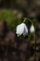 Leucojum vernum - Märzenbecher