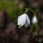 Leucojum vernum - Märzenbecher