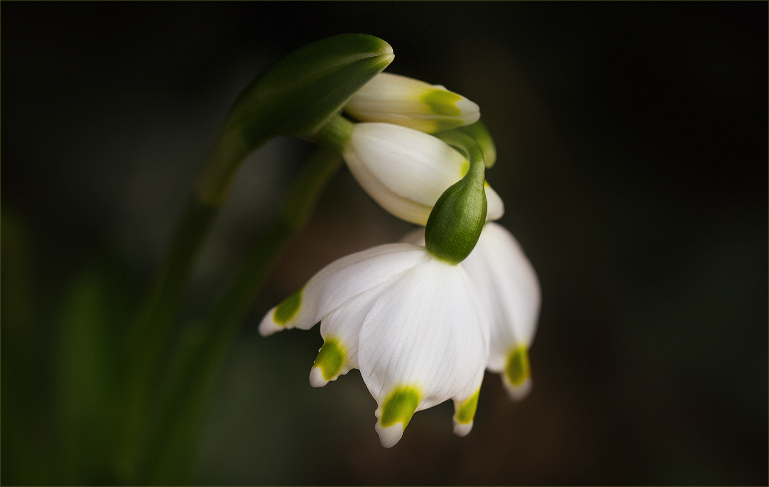 Leucojum vernum - Märzenbecher....