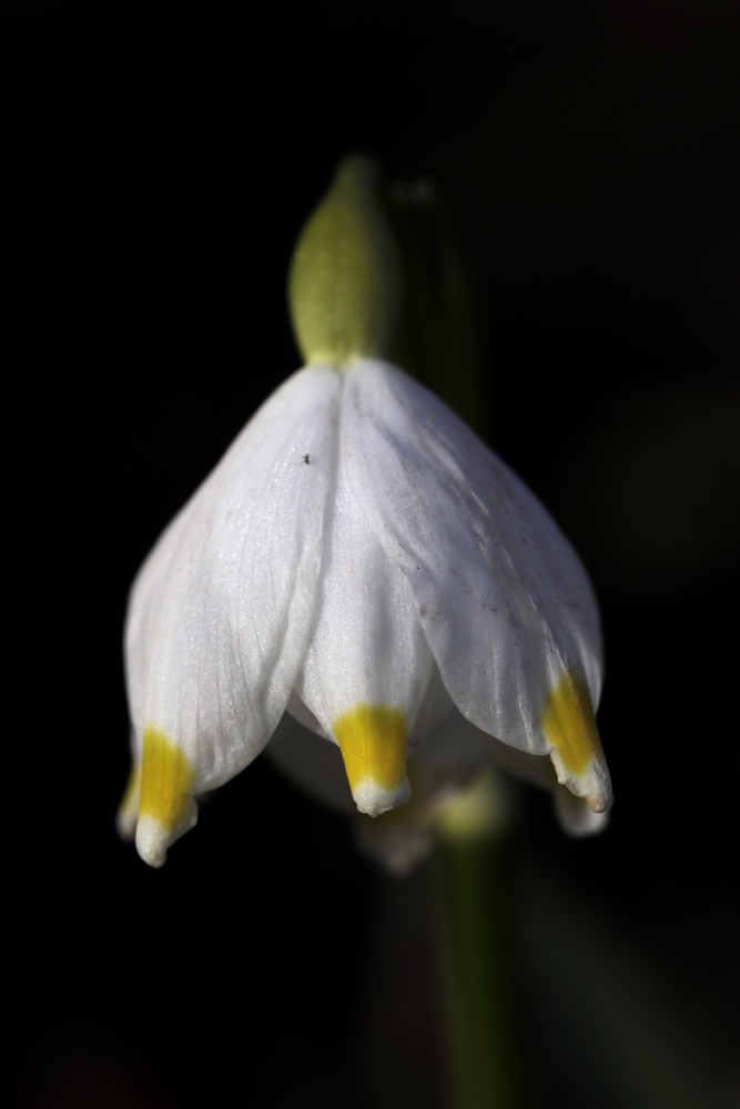 Leucojum vernum (Spring snowflake)