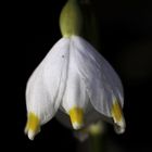 Leucojum vernum (Spring snowflake)