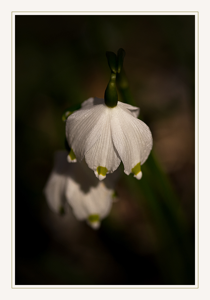 Leuconium vernum - Frühlingsknotenblume - Märzenbecher