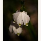 Leuconium vernum - Frühlingsknotenblume - Märzenbecher