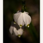 Leuconium vernum - Frühlingsknotenblume - Märzenbecher