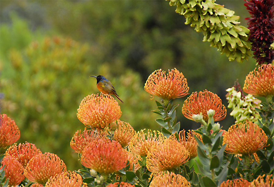 Leucopermum mit Besuch