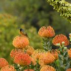 Leucopermum mit Besuch