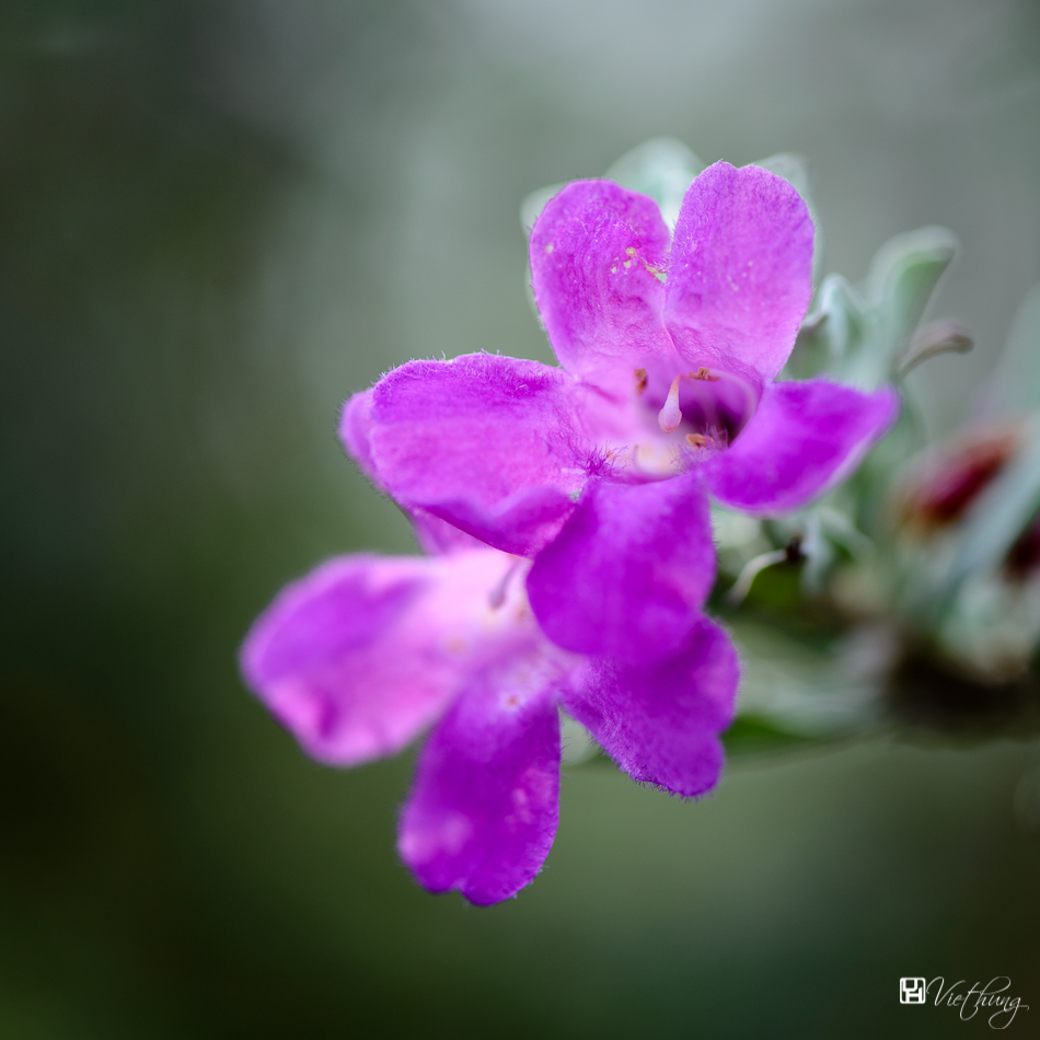 Leucophyllum frutescens