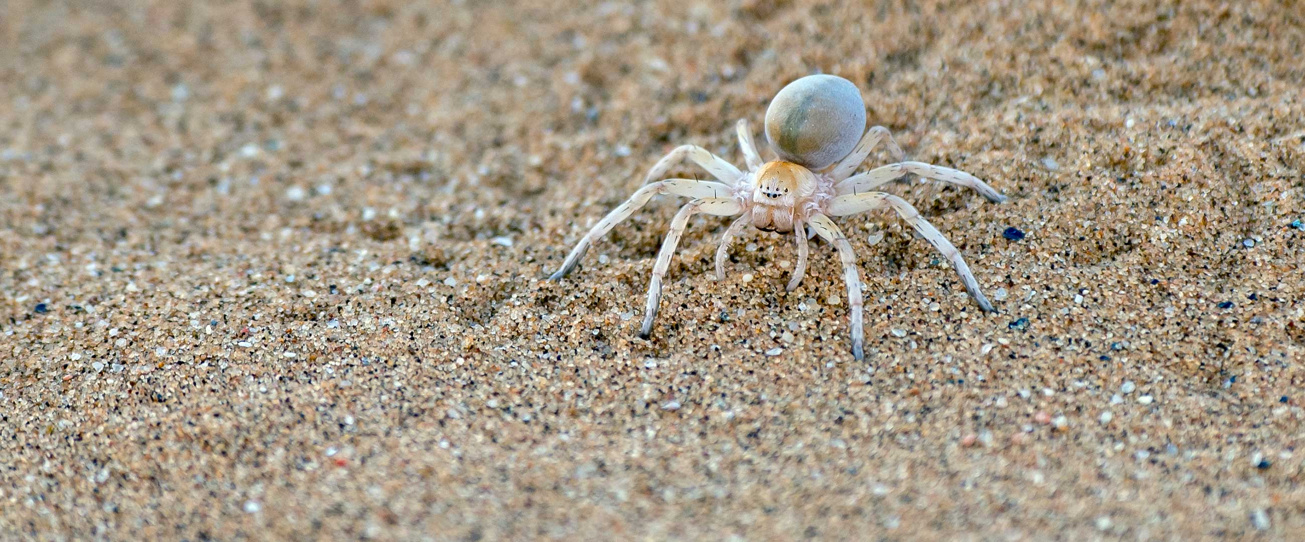 Leucorchestris Arenicola 