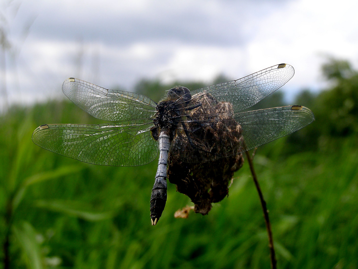 Leucorrhinia caudalis Foto & Bild tiere, wildlife, natur Bilder auf