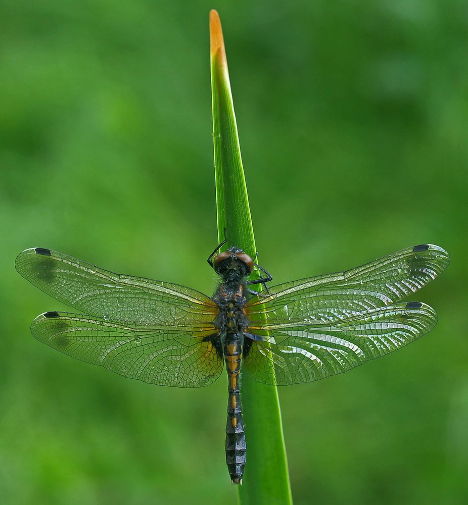 Leucorrhinia caudalis - Weibchen - Zierliche Moosjungfer