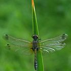 Leucorrhinia caudalis - Weibchen - Zierliche Moosjungfer