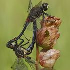 Leucorrhinia dubia