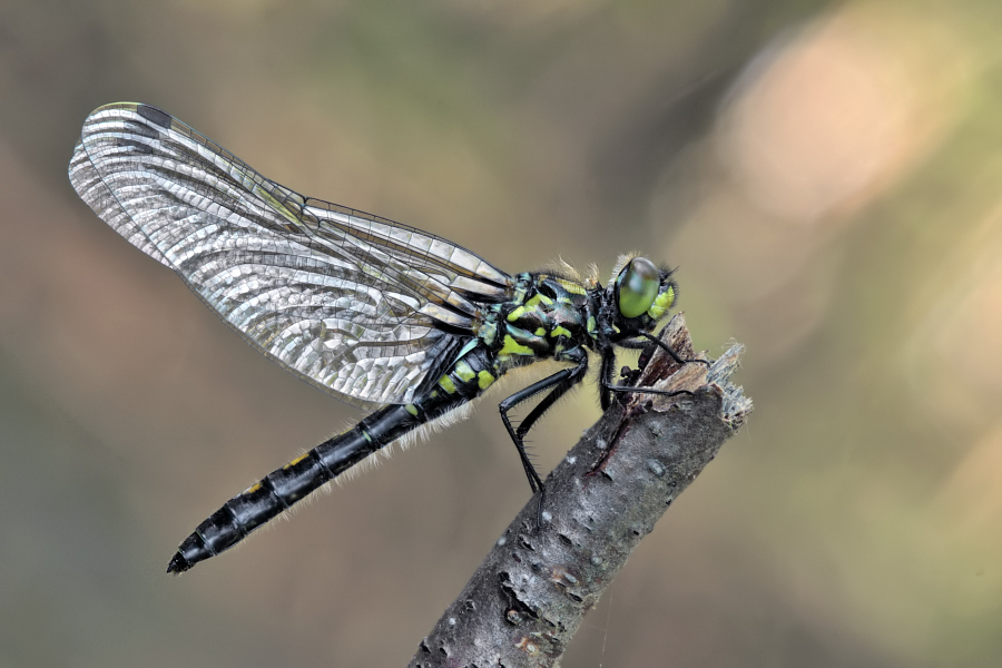 Leucorrhinia dubia